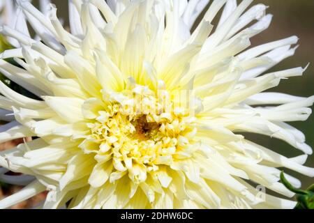Beautiful White Dahlia flower 'White Star' White dahlias, single white flower Stock Photo