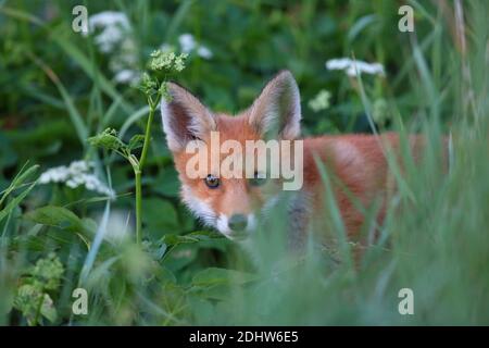 Red Fox kit (Vulpes vulpes), Europe. Stock Photo