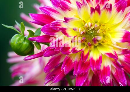 Dahlia flower 'Electric Flash', Dahlias Dahlia pastel flower Stock Photo