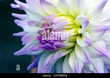 White Dahlia 'Magic Moment' bright pastel flower white dahlia purple tint