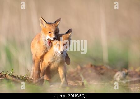 Red fox cubs (Vulpes vulpes) play fighting around their den site. Estonia, Europe Stock Photo