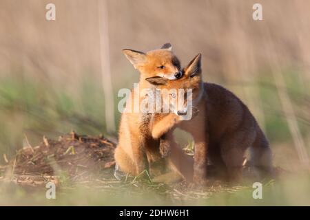 Red fox cubs (Vulpes vulpes) play fighting around their den site. Estonia, Europe Stock Photo