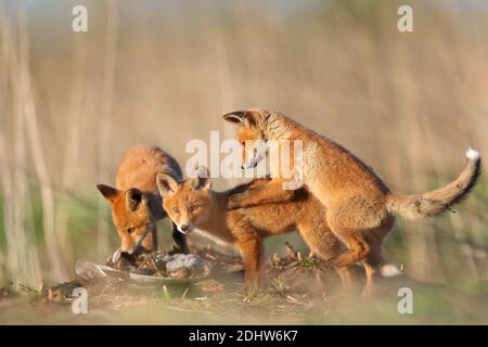 Red fox cubs (Vulpes vulpes) play fighting around their den site. Estonia, Europe Stock Photo