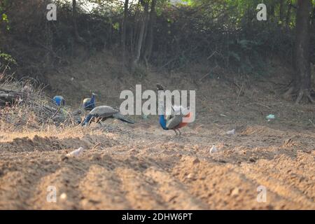 A Peacock in the field looks like dancing to other birds Stock Photo