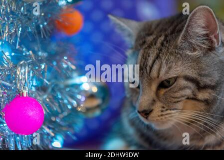 Tabby domestic cat staring at baubles on a Christmas tree in a home situation. Authentic. Short hair indoor feline. Artificial, fake, silver tree Stock Photo