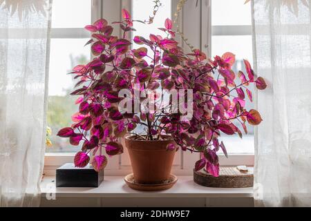 A large coleus plant indoors in a window sill. It has purple leafs and it is framed by white curtains. Plectranthus scutellarioides. Stock Photo