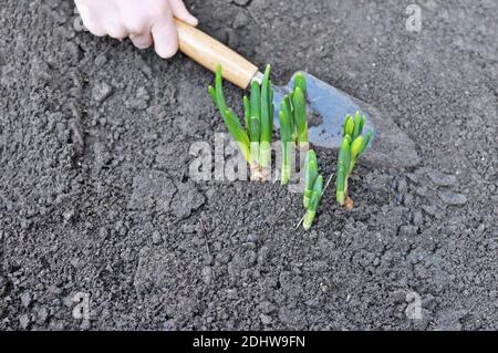 Caucasian child (kid) hand planting young daffodil flowers plant in the garden. Gardening concept, top view. Stock Photo