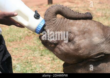 Orphaned elephant being fed by a keeper in an elephant orphanage by a dedicated keeper Stock Photo