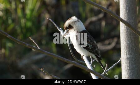 Kookaburra bird perching on the branch of a tree. Stock Photo