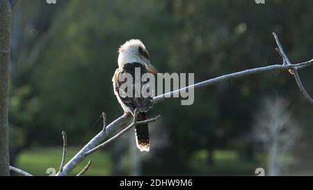 Kookaburra bird perching on the branch of a tree. Stock Photo