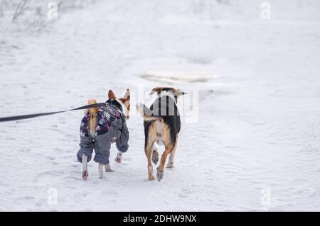 Basenji dog wearing coat and being on a lead running next to mixed breed dog on a snow covered road at winter season Stock Photo