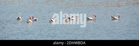 Flamingos on a lagoon above Machuca village, near San Pedro de Atacama, Chile Stock Photo