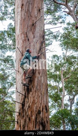 Climbing the Dave Evans Bicentennial Tree a 75m 256ft Karri tree near Pemberton in South Wetern Australia and the world's tallest climbing tree Stock Photo