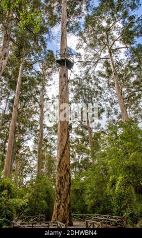 Climbing the Dave Evans Bicentennial Tree a 75m 256ft Karri tree near Pemberton in South Wetern Australia and the world's tallest climbing tree Stock Photo