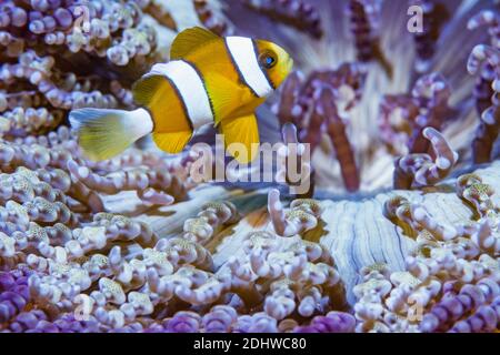 Klark's anemonefish [Amphiprion clarki] with  Beaded sea anemone [Heteractis aurora]. Lembeh Strait, North Sulawesi, Indonesia. Stock Photo