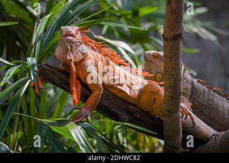 Common Iguana (Iguana iguana) on a dry tree Stock Photo