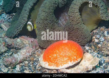 Saddleback anemonefish [Amphiprion  polymnus]  with a Carpet anemone [Stichodactyla haddoni] with a freshly laid egg mass.  Lembeh Strait, Norh Sulawe Stock Photo