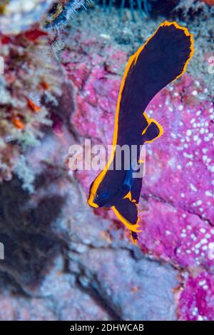 Juvenile Pinnate Batfish [Platax pinnatus].   Lembeh Strait, North Sulawesi, Indonesia. Stock Photo