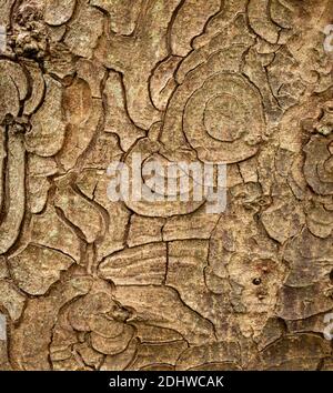 Sycamore bark Acer pseudoplatanus often displays concentric ringed patterning on the main trunk - Somerset UK Stock Photo