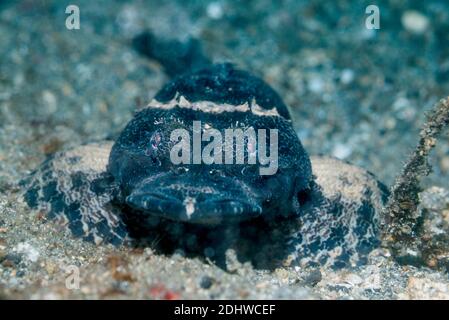 Beauford's Crocodilefish [Cymbacephalus beauforti], black phase.  Lembeh Strait, North Sulawesi, Indonesia. Stock Photo