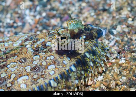 Leopard Flounder [Bothus pantherinus].  Lembeh Strait, North Sulawesi, Indonesia. Stock Photo