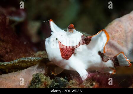 Painted frogfish [Antennarius pictus].  Lembeh Strait, North Sulawesi, Indonesia. Stock Photo