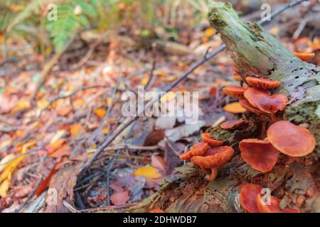Close-up of Galerina Marginata mushrooms (known as the Funeral Bell) on a dead tree Stock Photo