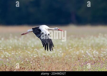 White Stork (Ciconia ciconia) in flight Stock Photo