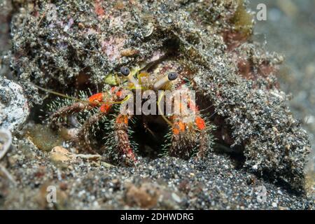 Hairy Red Hermit Crab [Dardanus lagopodes].  Lembeh Strait, North Sulawesi, Indonesia. Stock Photo