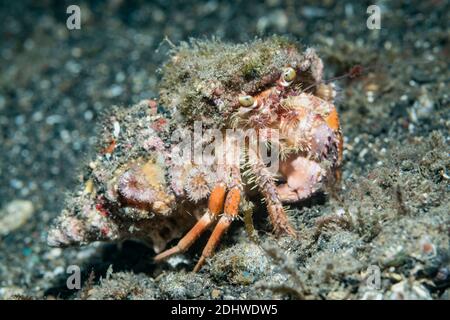 Jeweled Anemone Hermit Crab [Dardanus guttatus].  Lembeh Strait, North Sulawesi, Indonesia. Stock Photo