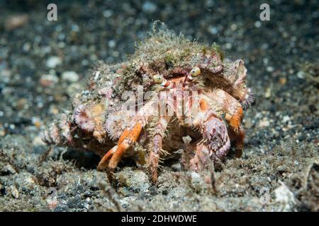 Jeweled Anemone Hermit Crab [Dardanus guttatus].  Lembeh Strait, North Sulawesi, Indonesia. Stock Photo