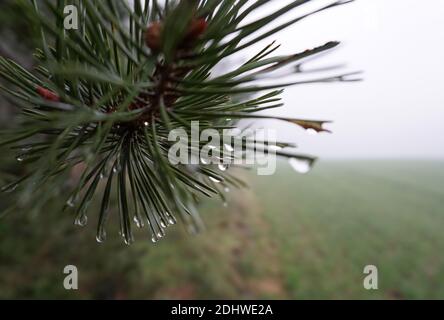 After the rain on a foggy day. A branch with fir needles and raindrops.  At the right a moist meadow. Mist in the background. Stock Photo