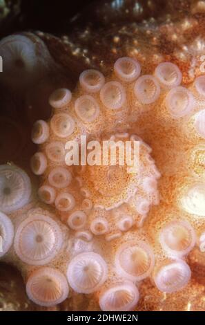 Curled octopus (Eledone cirrhosa) curled arm showing suckers, UK. Stock Photo