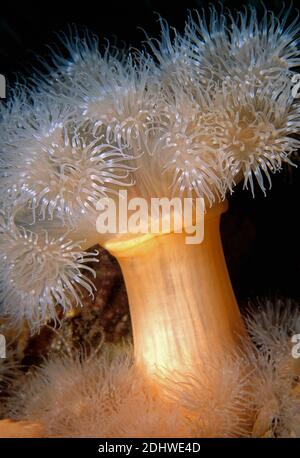 Plumose anemone (Metridium dianthus) with budded offspring, UK Stock ...