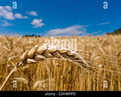 Eine Ähre von Gerste auf einem Getreidefeld eines Bauern im Sommer. Nahaufnahme, Stock Photo