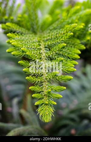 Beautiful green norfolk pine tree leaves in the jungle close up shot in Bangladesh Stock Photo