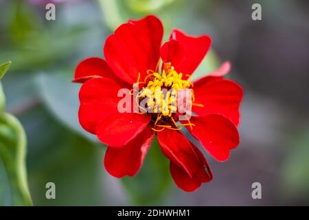 Bloomed bright red flower or maxican sunflower or wild flower with leaves and green blurred background Stock Photo