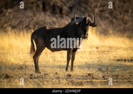 Black wildebeest stands on grass in sunshine Stock Photo