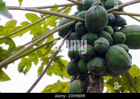 Spoiled green papaya fruit hanging on the tree Stock Photo