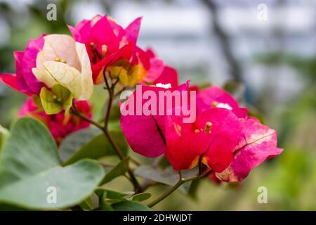 Colorful Bougainvillea branch with flower and leaves in the garden