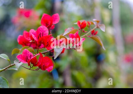 Reddish color Bougainvillea with green and dry leaves close up shot in the green blurry background Stock Photo