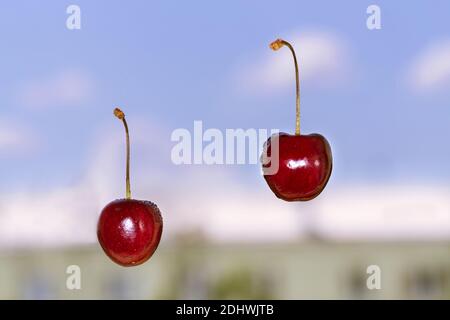 A couple of falling red bright cherries on the blue sky background Stock Photo
