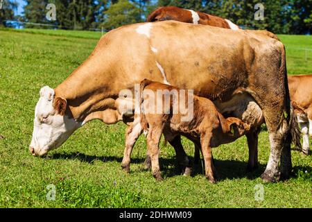 Milchkühe auf der Sommerweide, Symbolfoto für Milchproduktion und ökologische Landwirtschaft Stock Photo