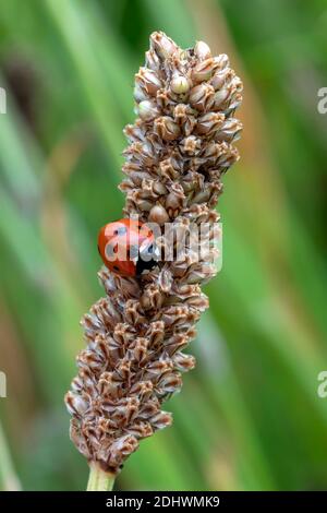 Ladybug (coccinella septempunctata) a red beetle with seven spots resting on a grass seed wheat stem plant din spring summer commonly known as a ladyb Stock Photo