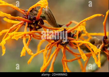 Hamamelis x Intermedia 'Aphrodite' (Witch Hazel) a winter spring flowering shrub plant which has a highly fragrant springtime yellow orange flower and Stock Photo