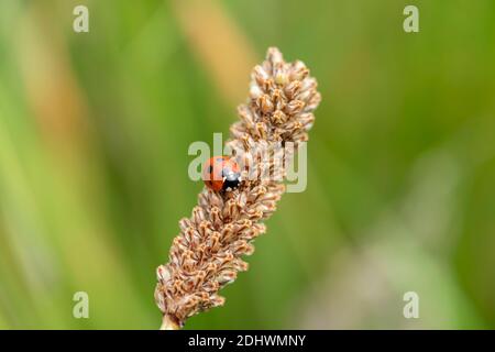 Ladybug (coccinella septempunctata) a red beetle with seven spots resting on a grass seed wheat stem plant din spring summer commonly known as a ladyb Stock Photo