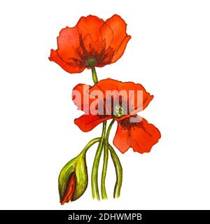 Red poppy flower on a white background. Watercolor drawing. Stock Photo