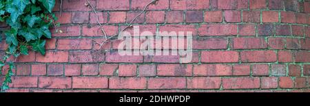 Old brick wall with ivy - banner background image Stock Photo