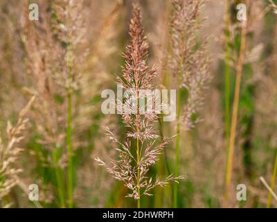 Seed heads of Korean feather reed grass, Calamagrostis brachytricha, in a garden Stock Photo