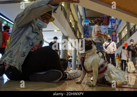 Denpasar, Bali, Indonesia. 12th Dec, 2020. A man playing with a dog with costume. A pet Christmas costume parade held in Level 21 Mall in order to celebrate ''12.12'' National Online-Shopping Day and the Christmas. Credit: Dicky Bisinglasi/ZUMA Wire/Alamy Live News Stock Photo